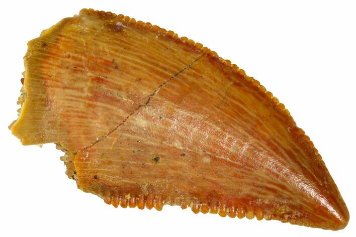 Serrated Raptor Tooth - Real Dinosaur Tooth #370281